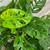 PHILODENDRON SWISS CHE 8"HB